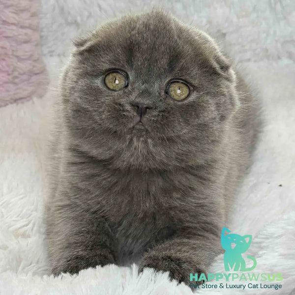 Xenia Scottish Fold female blue - live animals