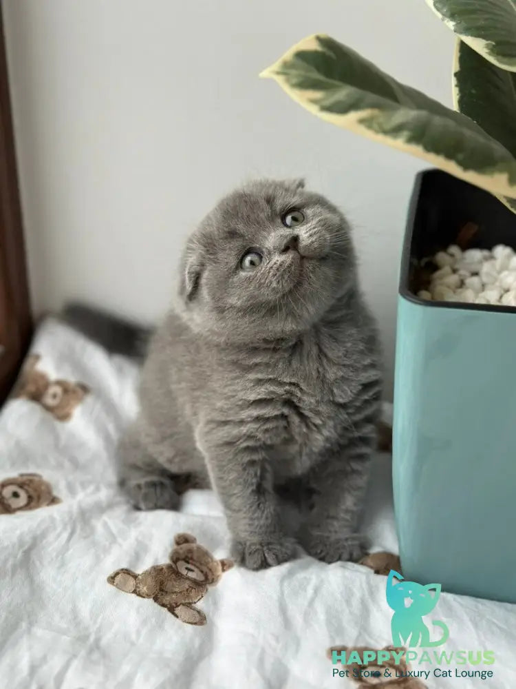 Xenia Scottish Fold female blue live animals