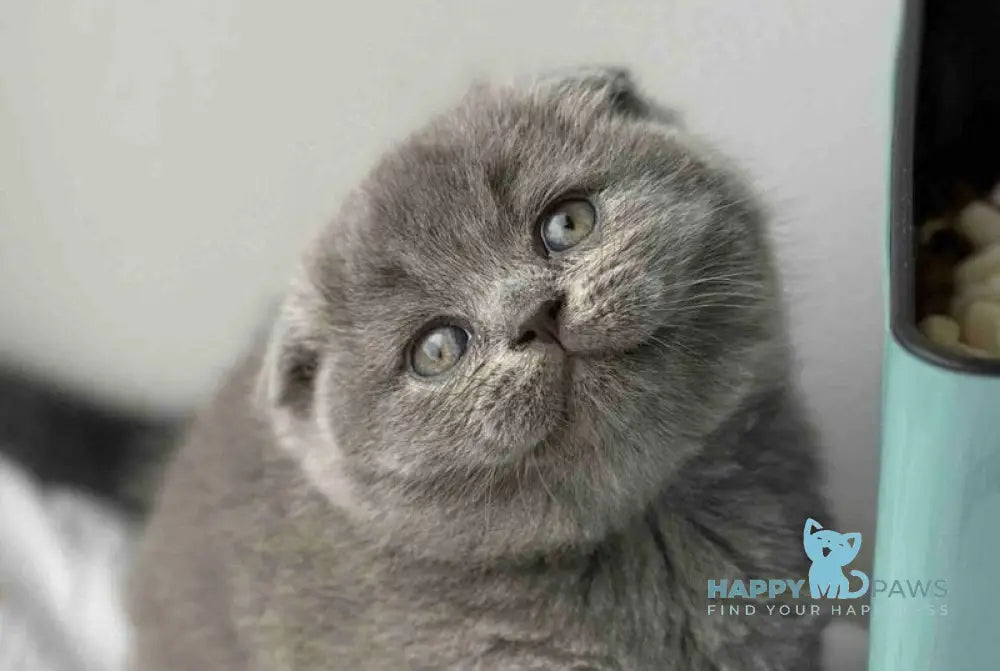 Xenia Scottish Fold female blue live animals