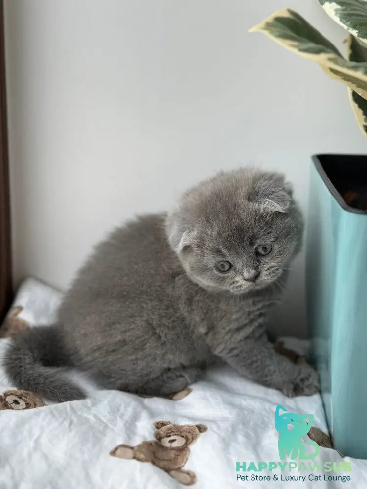 Xenia Scottish Fold female blue live animals