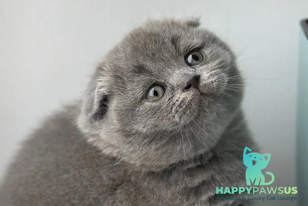 Xenia Scottish Fold female blue live animals
