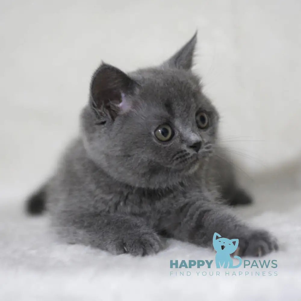 Xenia Scottish Straight female blue live animals