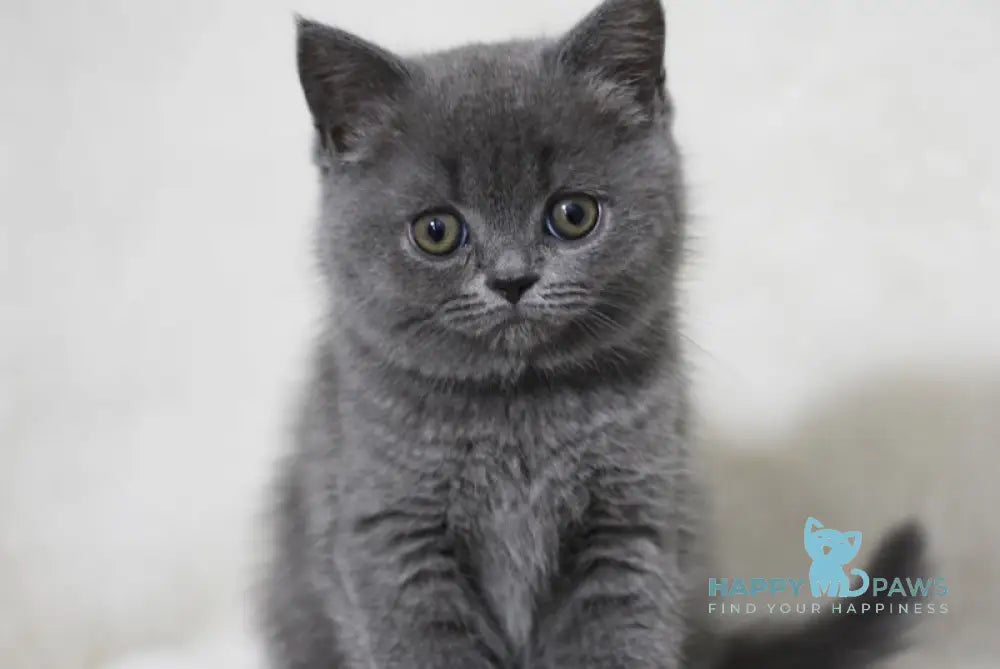 Xenia Scottish Straight female blue live animals