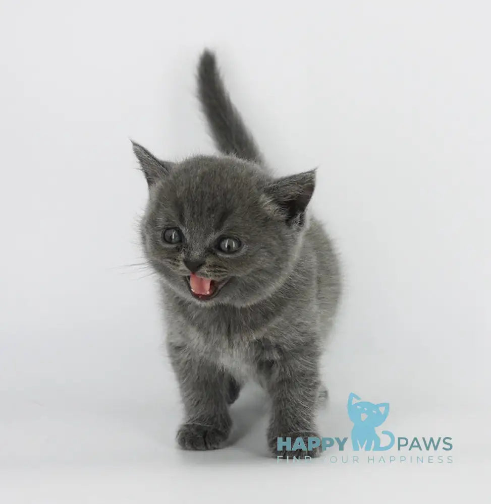 Xenia Scottish Straight female blue live animals