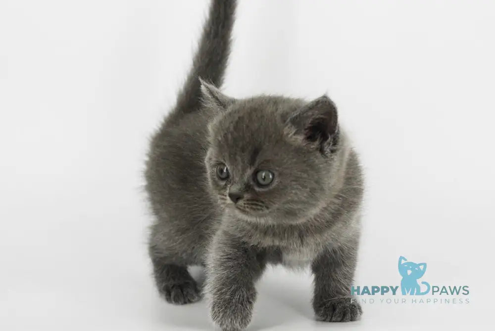Xenia Scottish Straight female blue live animals