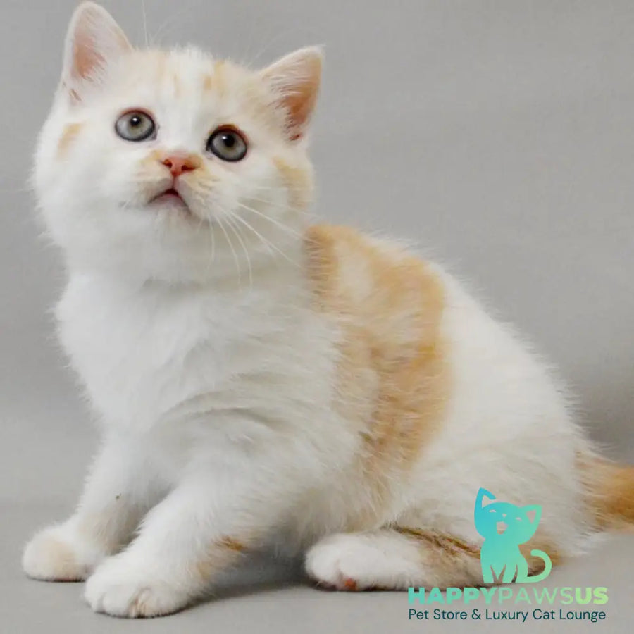 Xenia Scottish Straight female red silver tabby bicolour - live animals