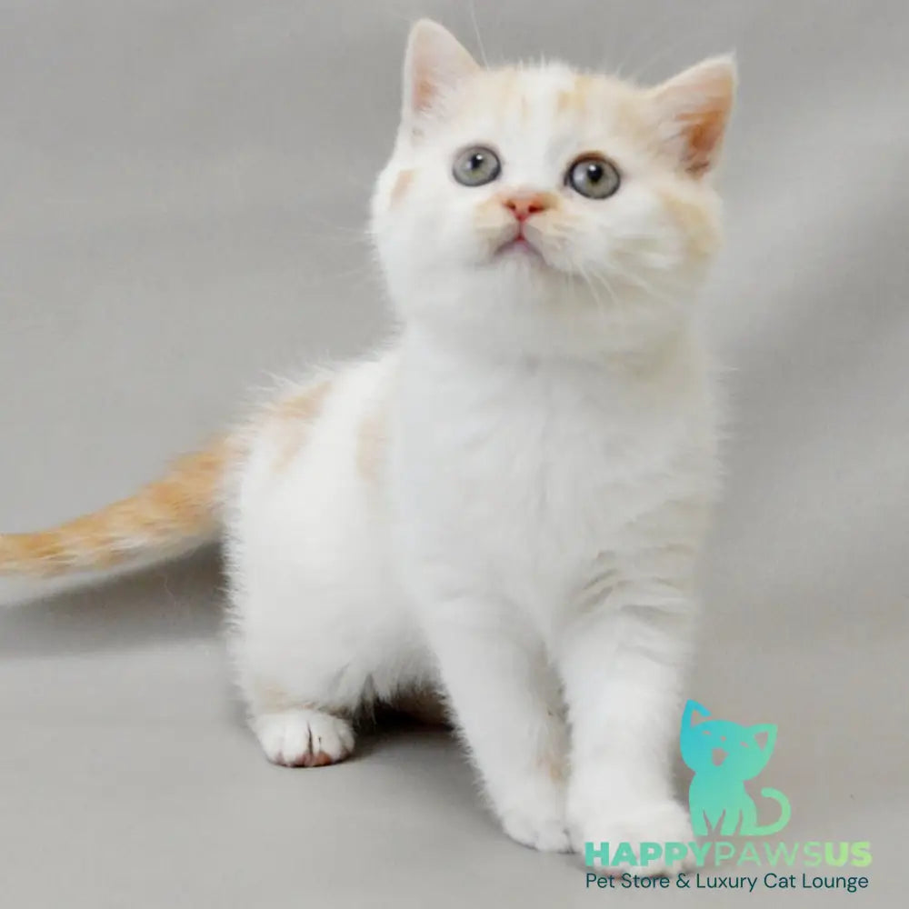 Xenia Scottish Straight female red silver tabby bicolour - live animals