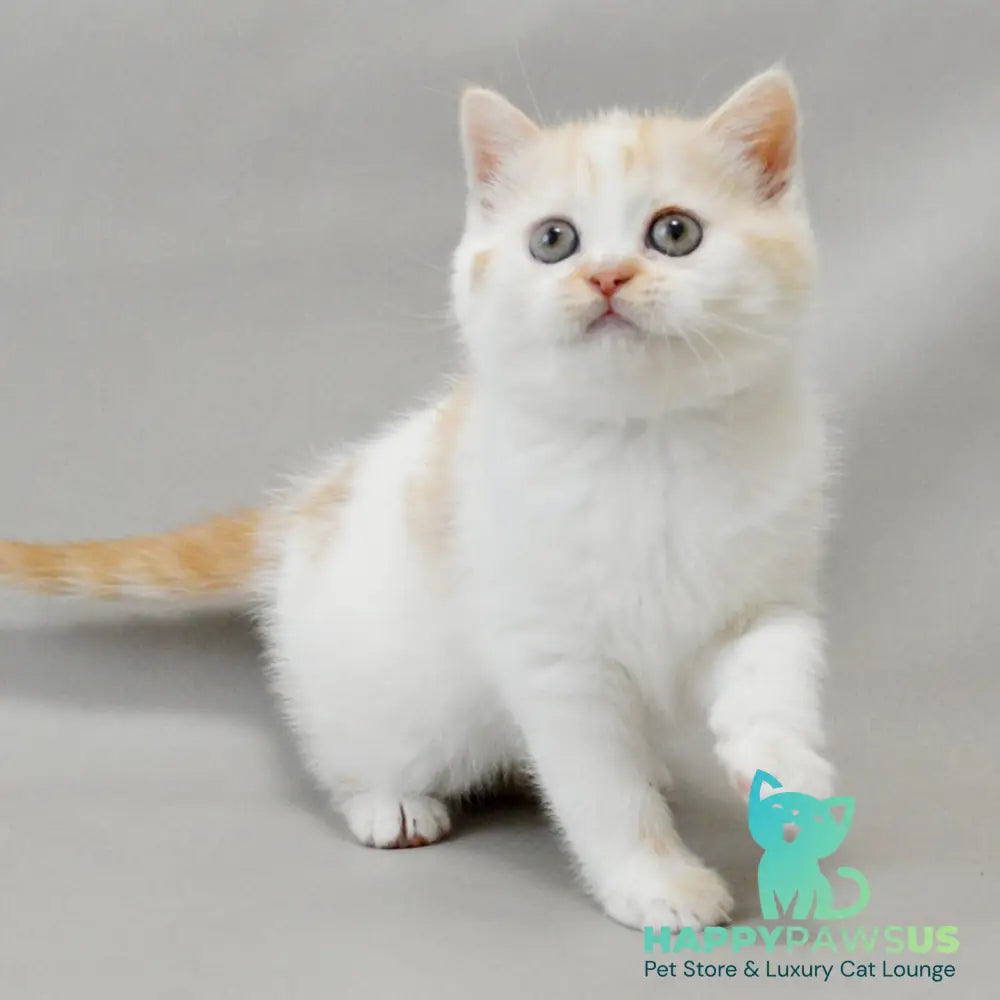 Xenia Scottish Straight female red silver tabby bicolour - live animals