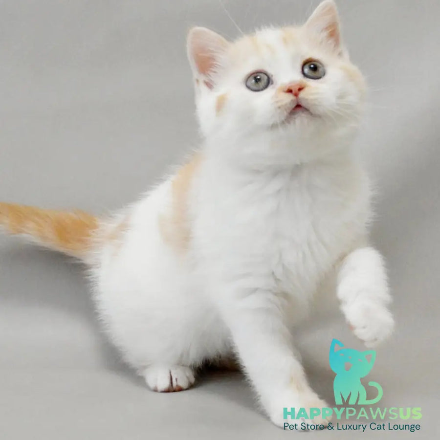 Xenia Scottish Straight female red silver tabby bicolour - live animals