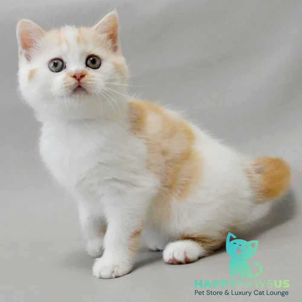 Xenia Scottish Straight female red silver tabby bicolour - live animals