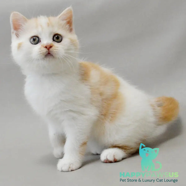 Xenia Scottish Straight female red silver tabby bicolour - live animals
