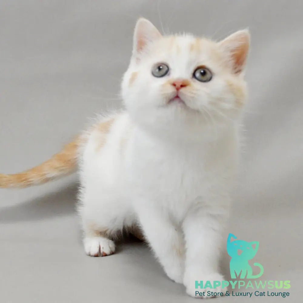 Xenia Scottish Straight female red silver tabby bicolour - live animals