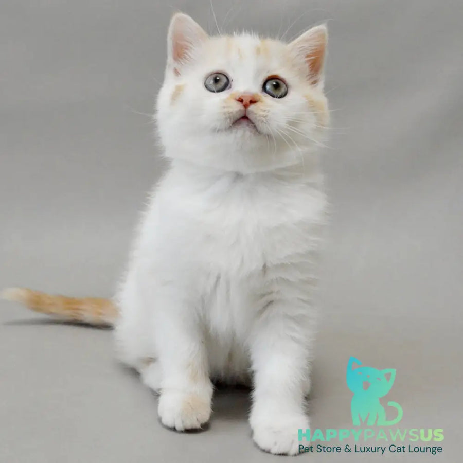 Xenia Scottish Straight female red silver tabby bicolour - live animals