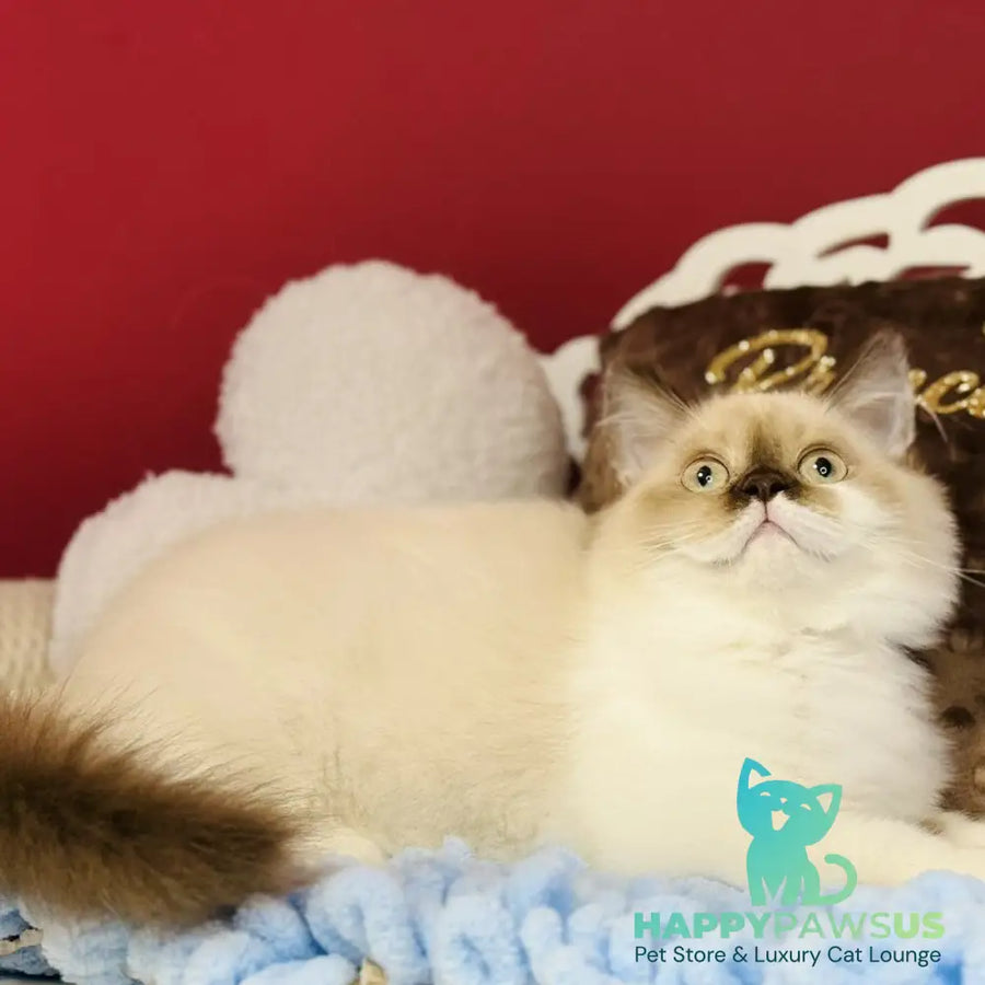 Xenia Scottish Straight male chocolate pointed bicolour - live animals