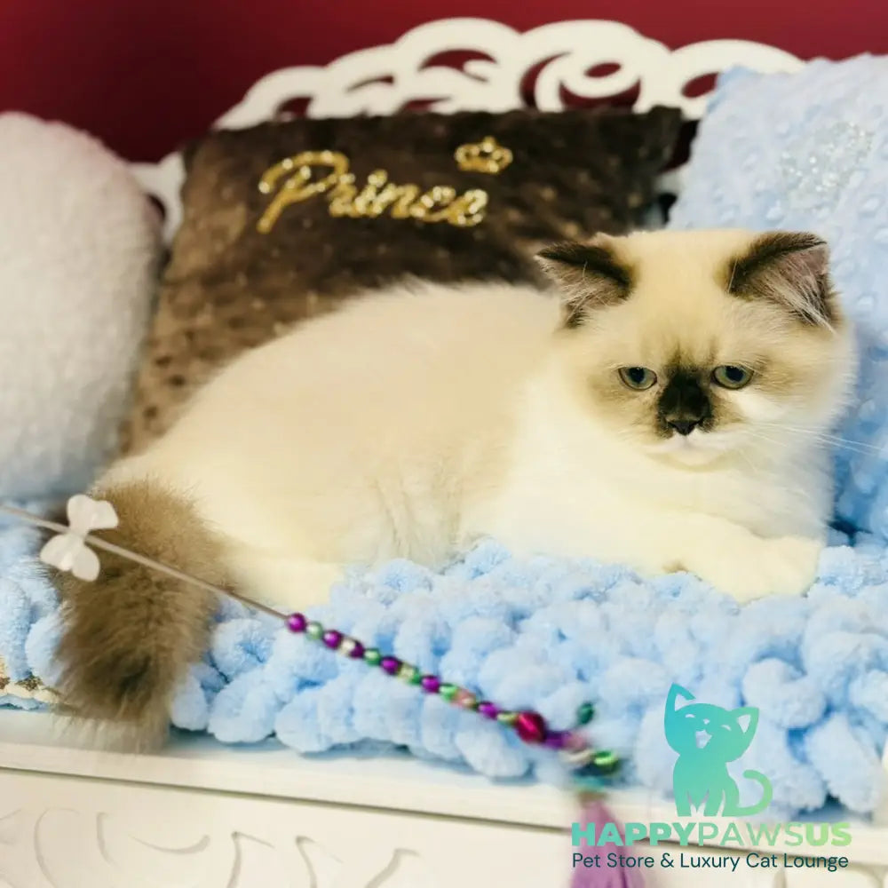 Xenia Scottish Straight male chocolate pointed bicolour - live animals