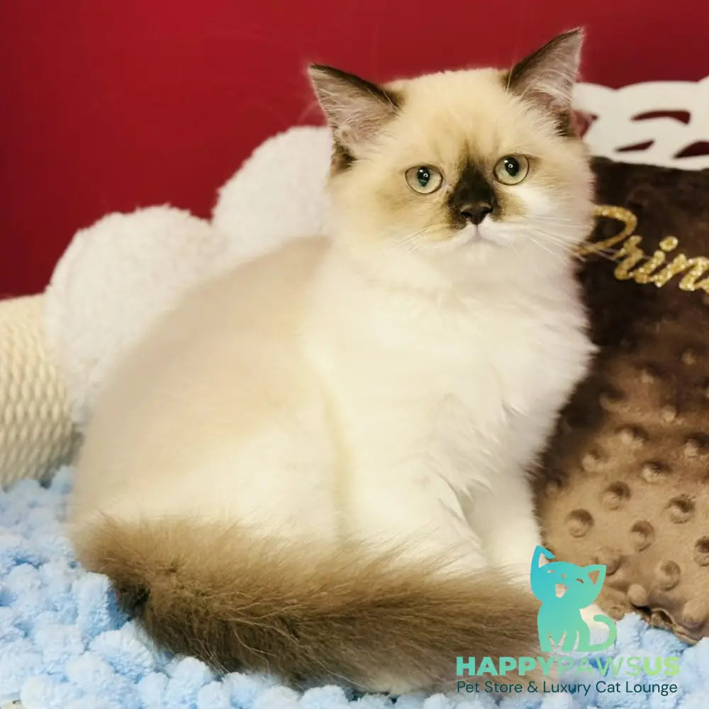 Xenia Scottish Straight male chocolate pointed bicolour - live animals