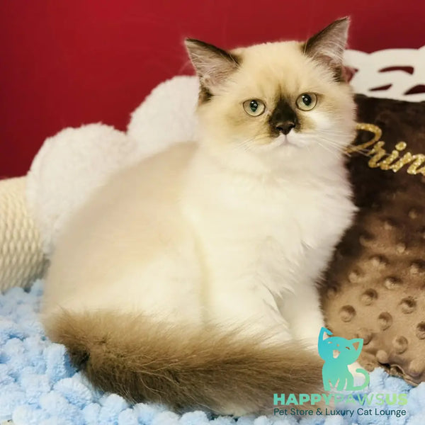 Xenia Scottish Straight male chocolate pointed bicolour - live animals