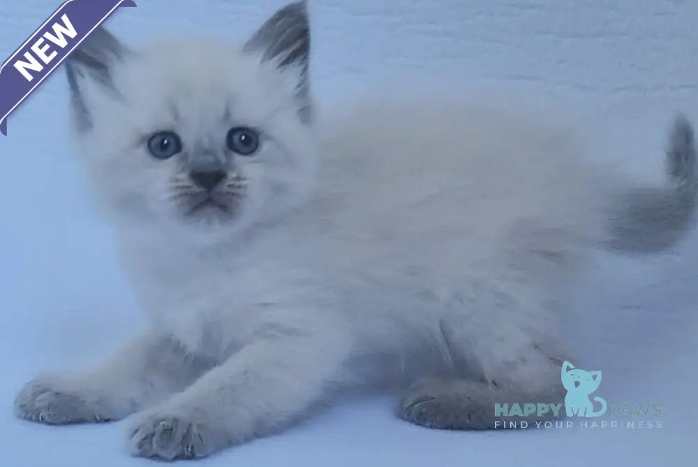 Xenia Siberian female blue pointed live animals