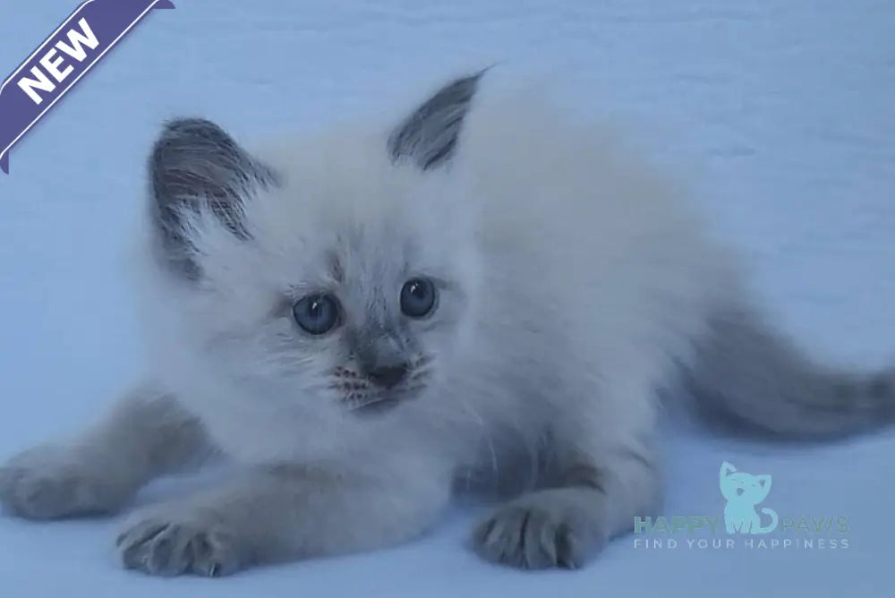 Xenia Siberian female blue pointed live animals