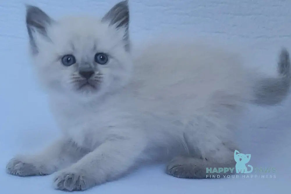 Xenia Siberian female blue pointed live animals