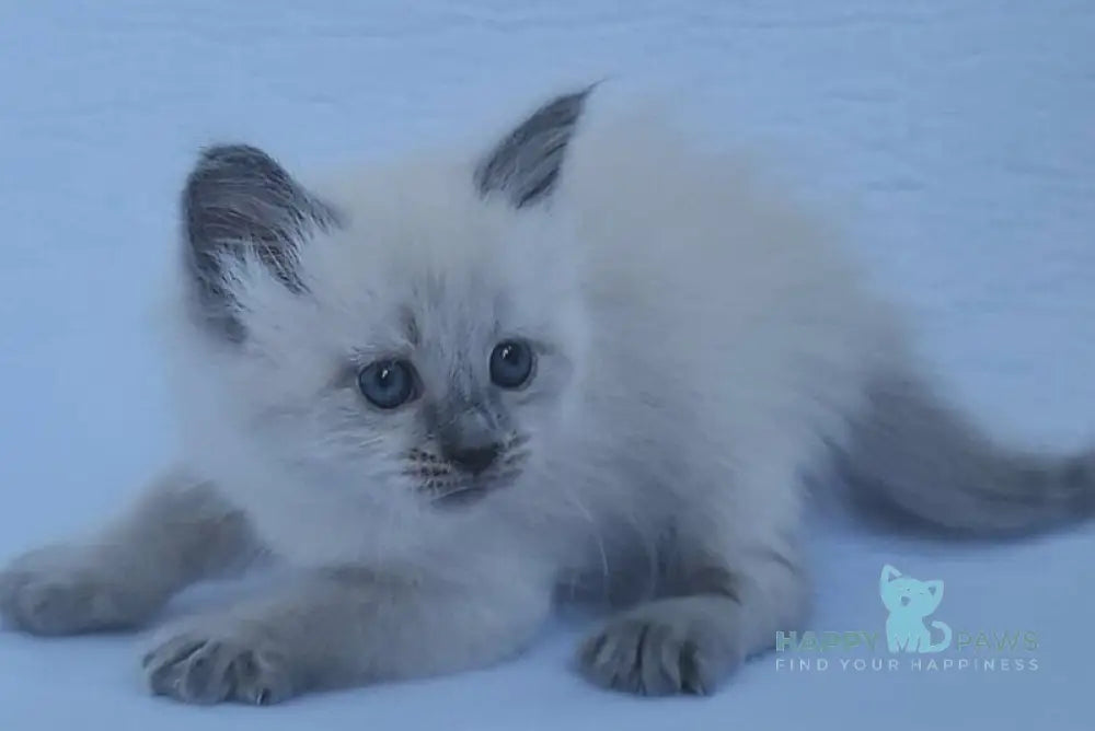 Xenia Siberian female blue pointed live animals