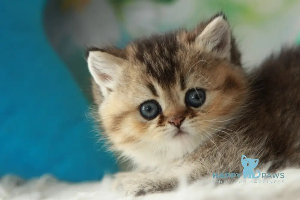 Xeniia British Shorthair female black golden ticked tabby live animals