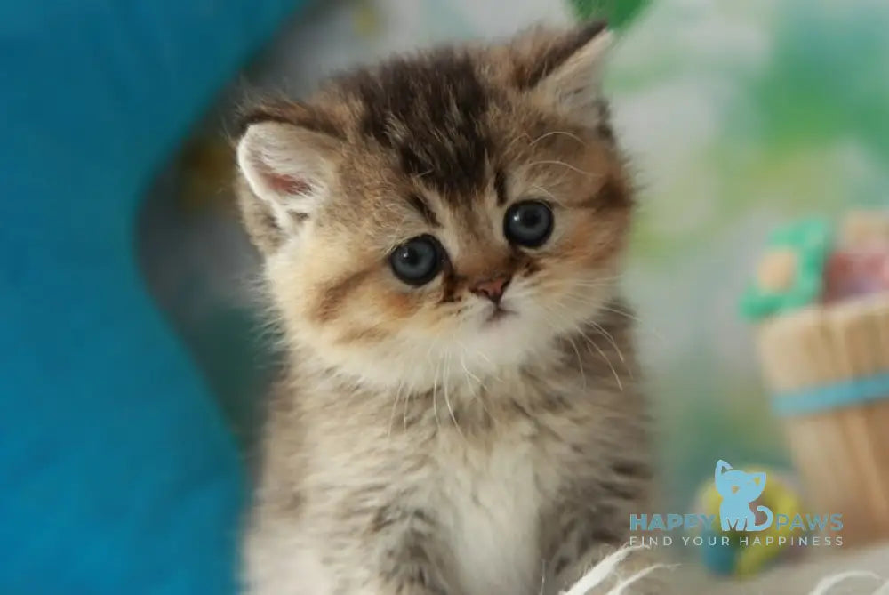 Xeniia British Shorthair female black golden ticked tabby live animals