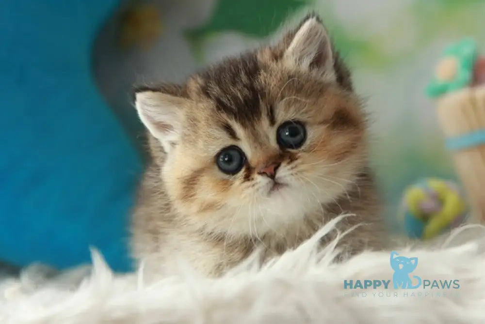 Xeniia British Shorthair female black golden ticked tabby live animals