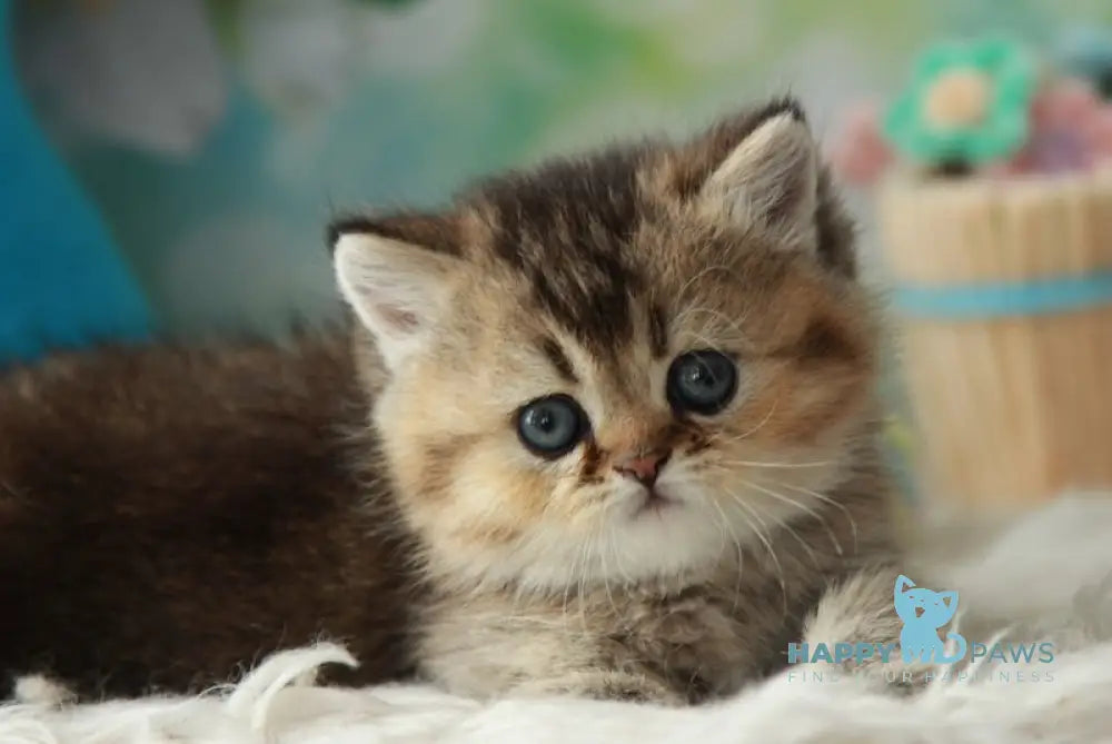 Xeniia British Shorthair female black golden ticked tabby live animals