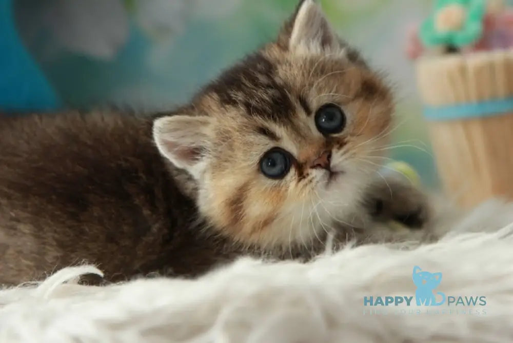 Xeniia British Shorthair female black golden ticked tabby live animals