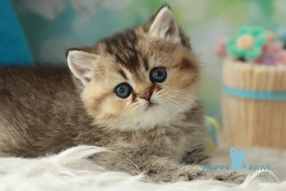 Xeniia British Shorthair female black golden ticked tabby live animals