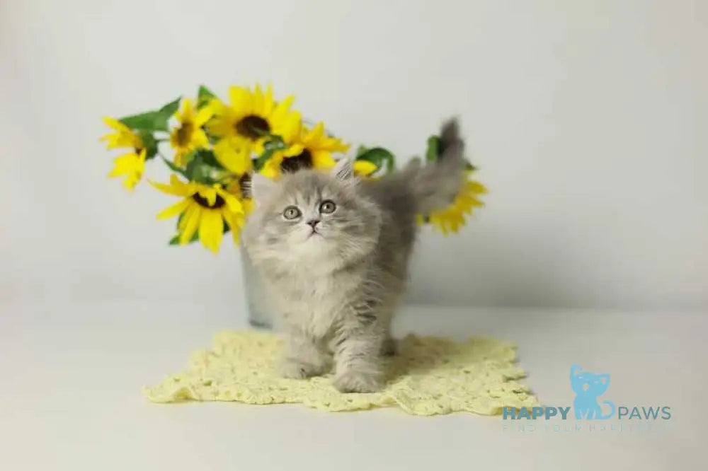 Xeniya British Longhair female blue spotted tabby live animals