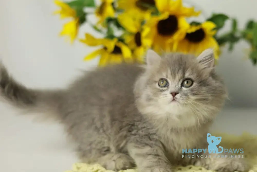 Xeniya British Longhair female blue spotted tabby live animals