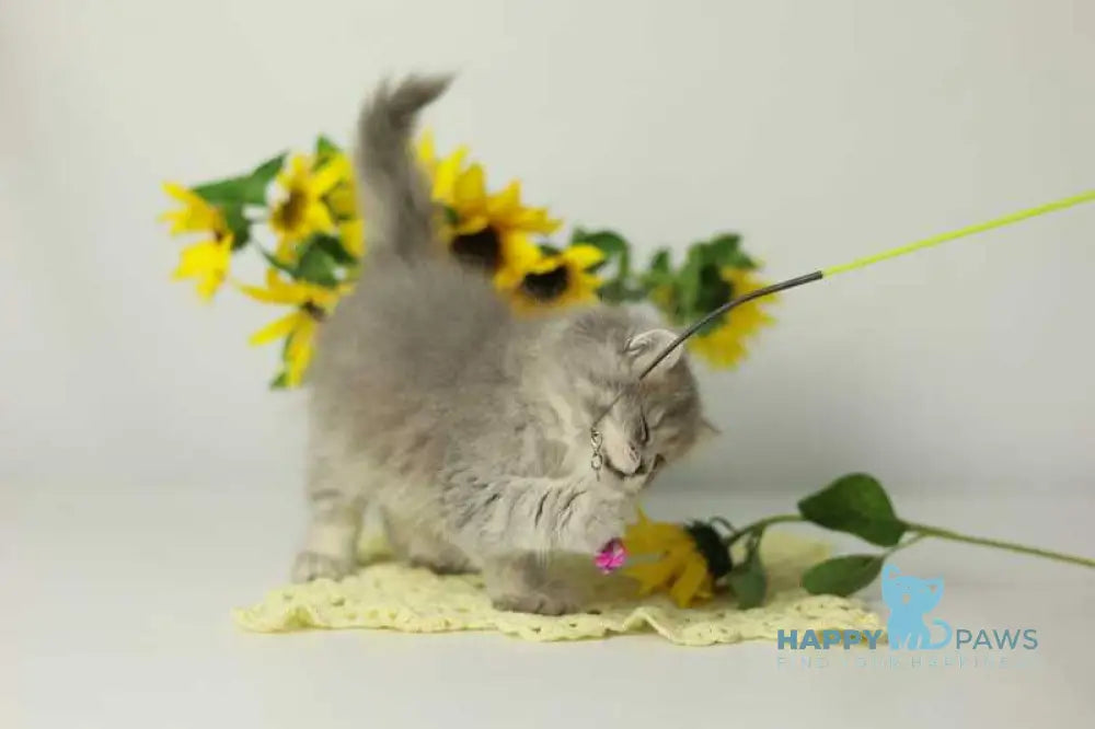 Xeniya British Longhair female blue spotted tabby live animals