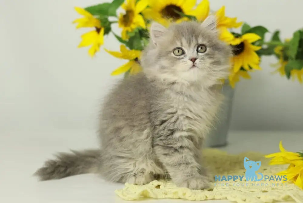 Xeniya British Longhair female blue spotted tabby live animals