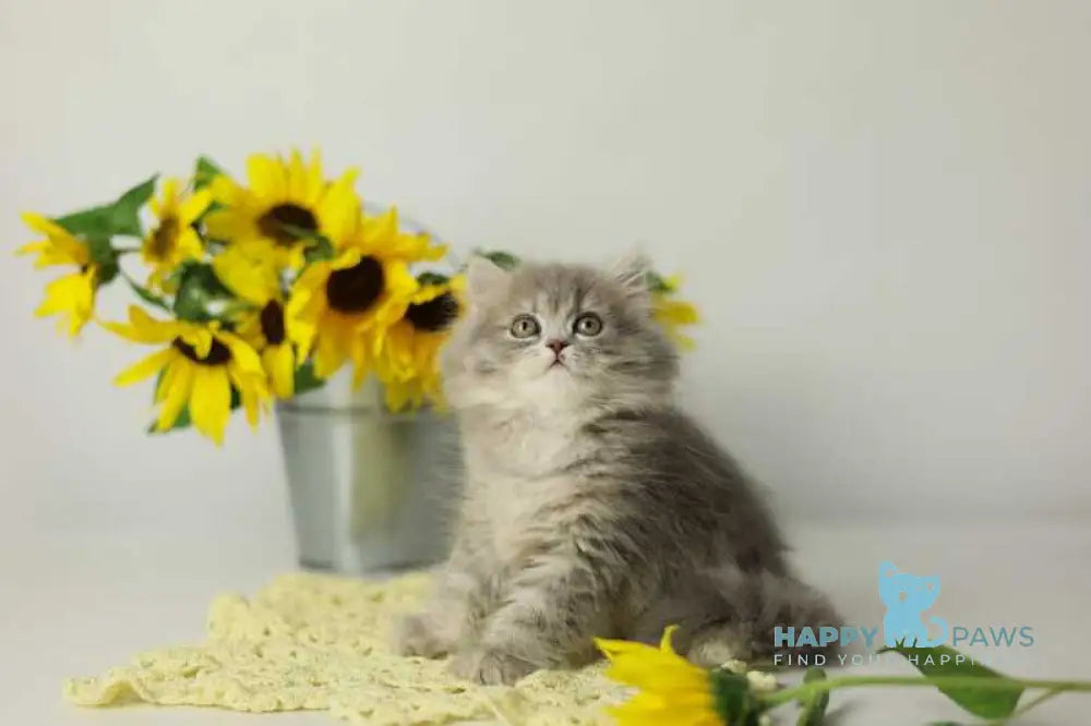 Xeniya British Longhair female blue spotted tabby live animals