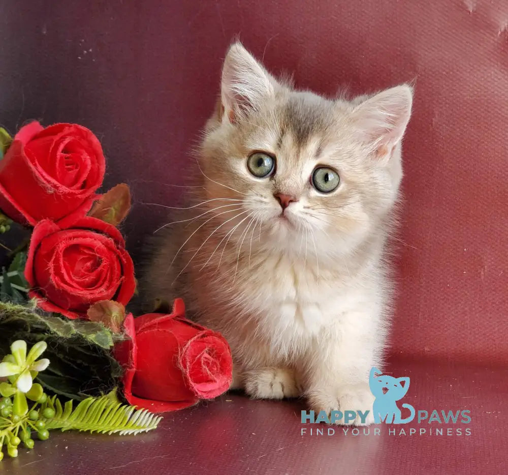 Xeniya British Shorthair female blue golden shaded live animals