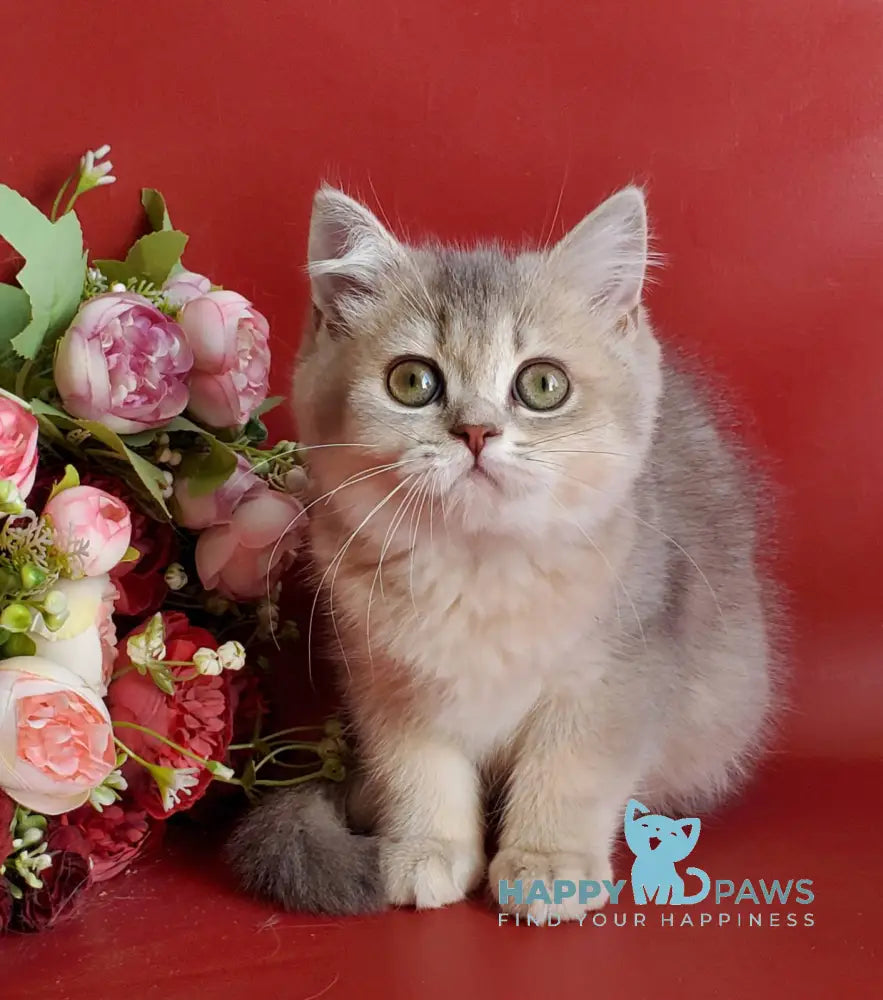 Xeniya British Shorthair female blue golden shaded live animals