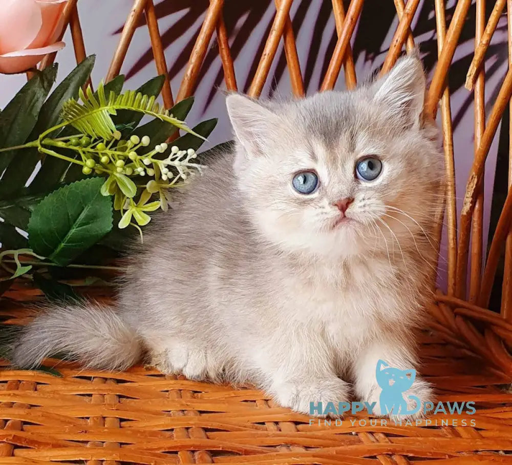 Xeniya British Shorthair female blue golden shaded live animals