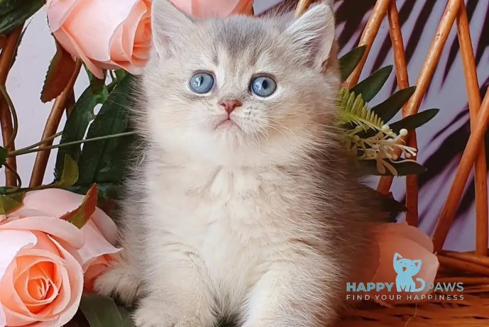 Xeniya British Shorthair female blue golden shaded live animals