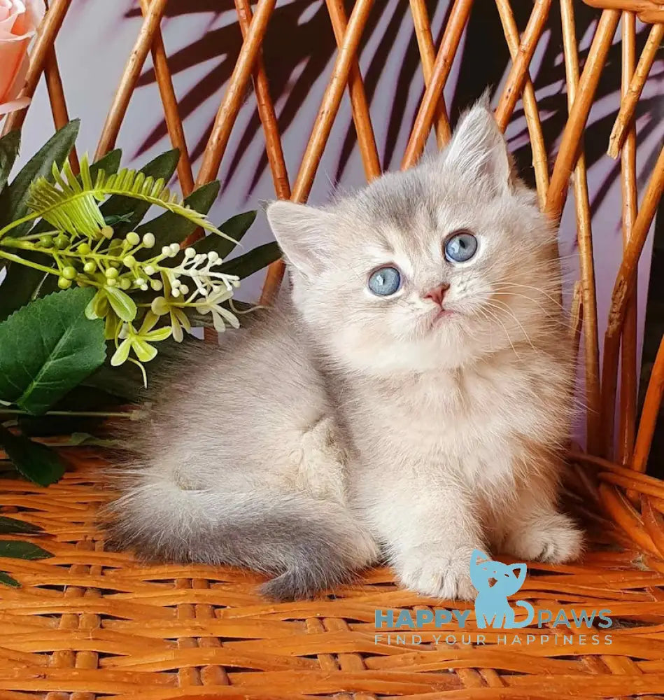 Xeniya British Shorthair female blue golden shaded live animals