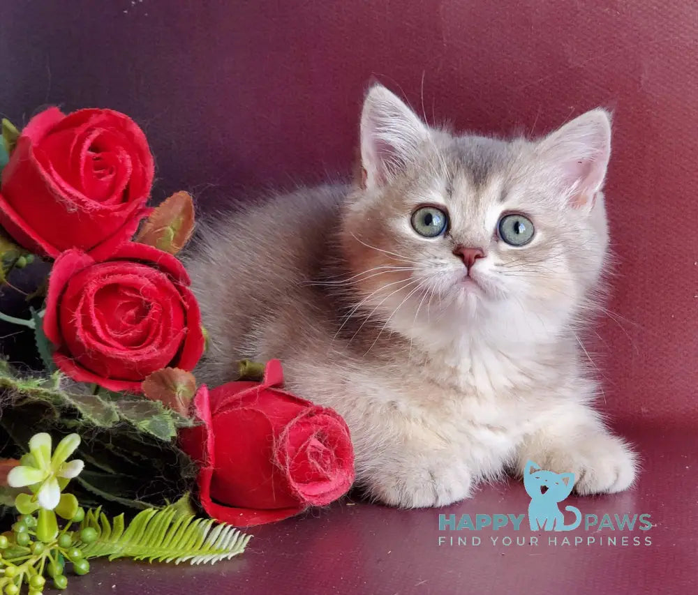 Xeniya British Shorthair female blue golden shaded live animals
