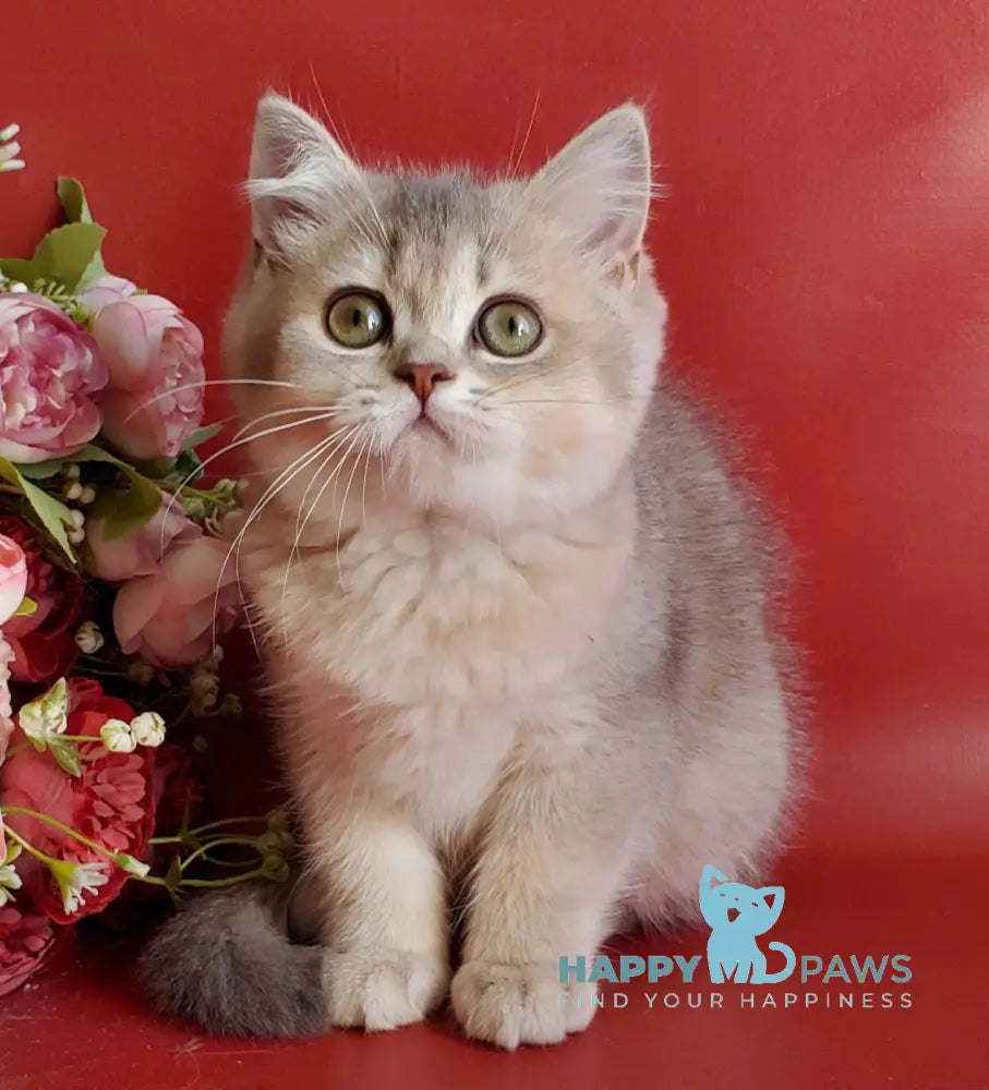 Xeniya British Shorthair female blue golden shaded live animals