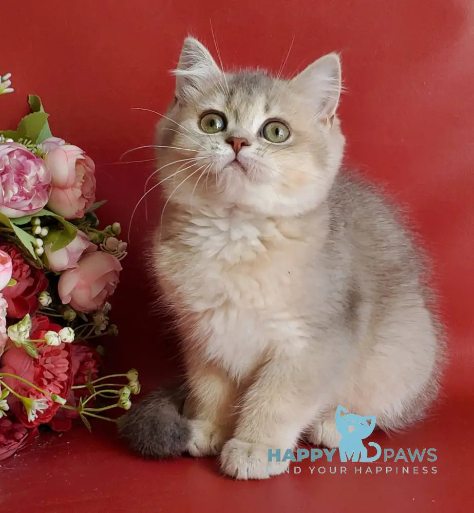 Xeniya British Shorthair female blue golden shaded live animals
