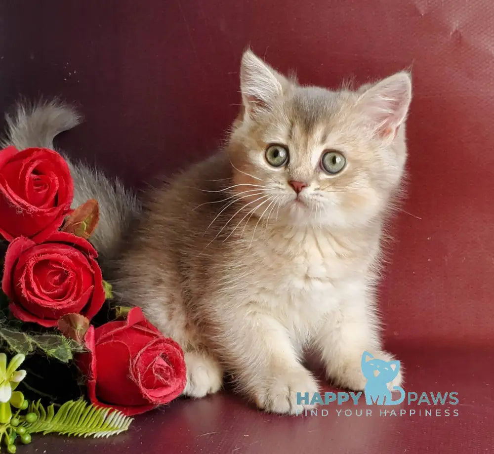 Xeniya British Shorthair female blue golden shaded live animals