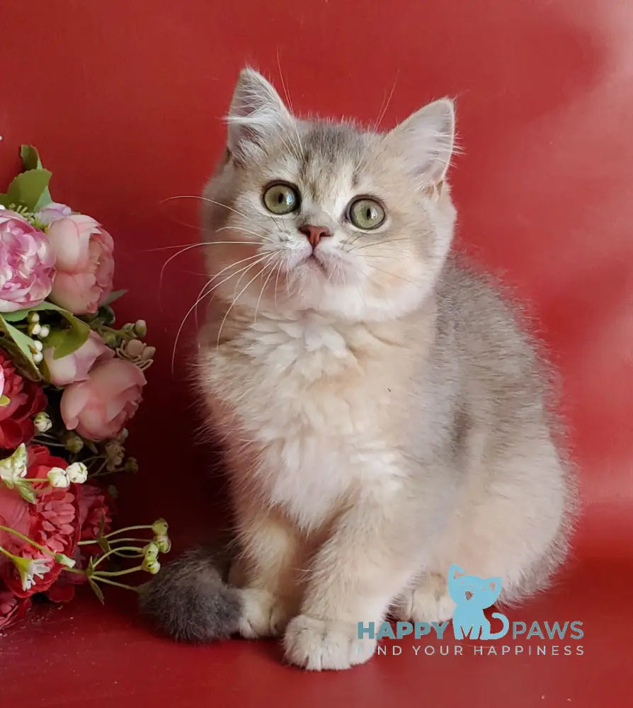 Xeniya British Shorthair female blue golden shaded live animals