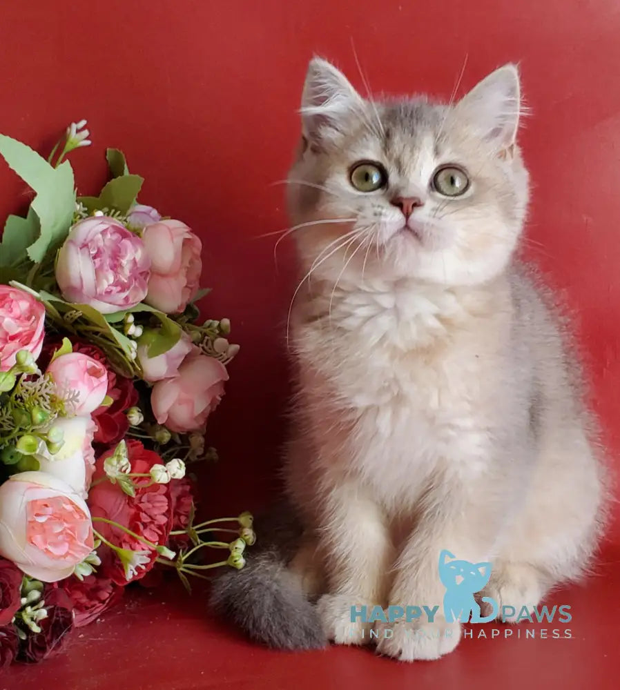 Xeniya British Shorthair female blue golden shaded live animals