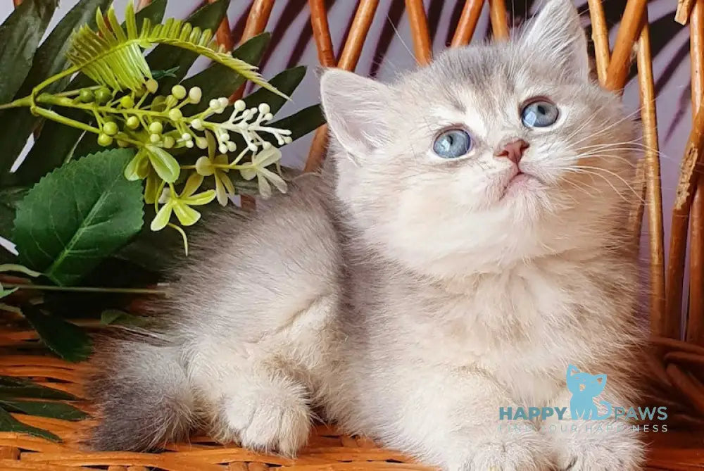 Xeniya British Shorthair female blue golden shaded live animals