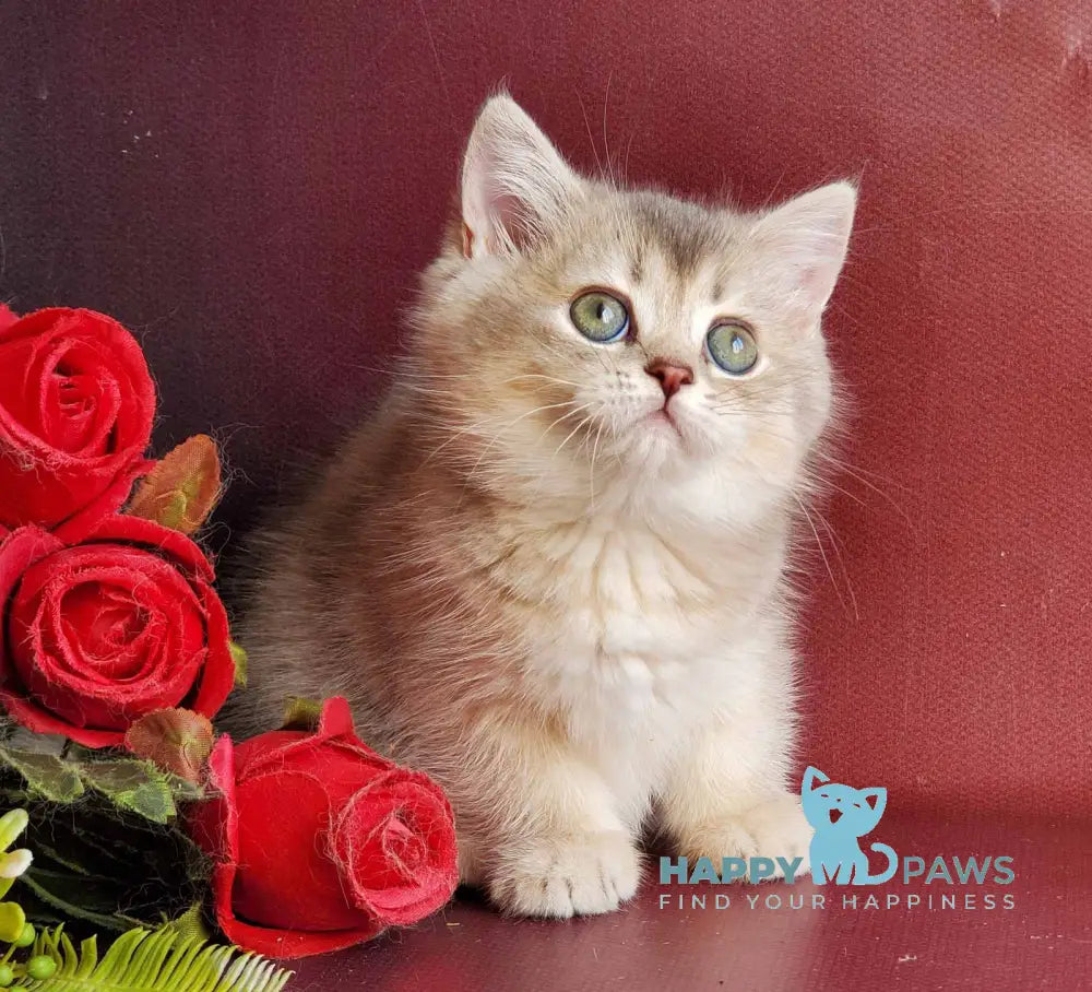 Xeniya British Shorthair female blue golden shaded live animals