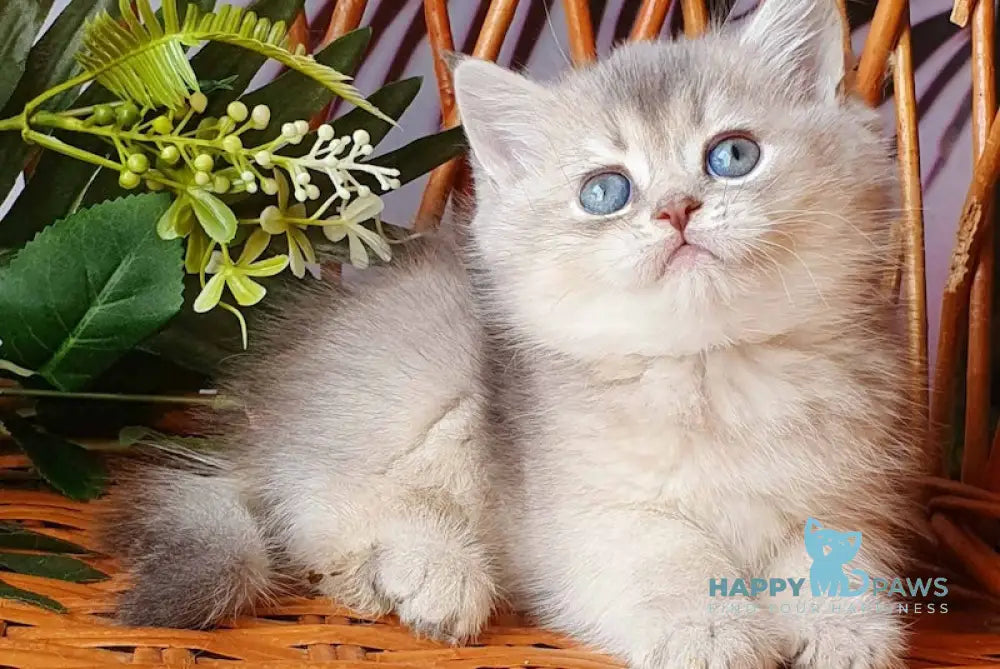 Xeniya British Shorthair female blue golden shaded live animals